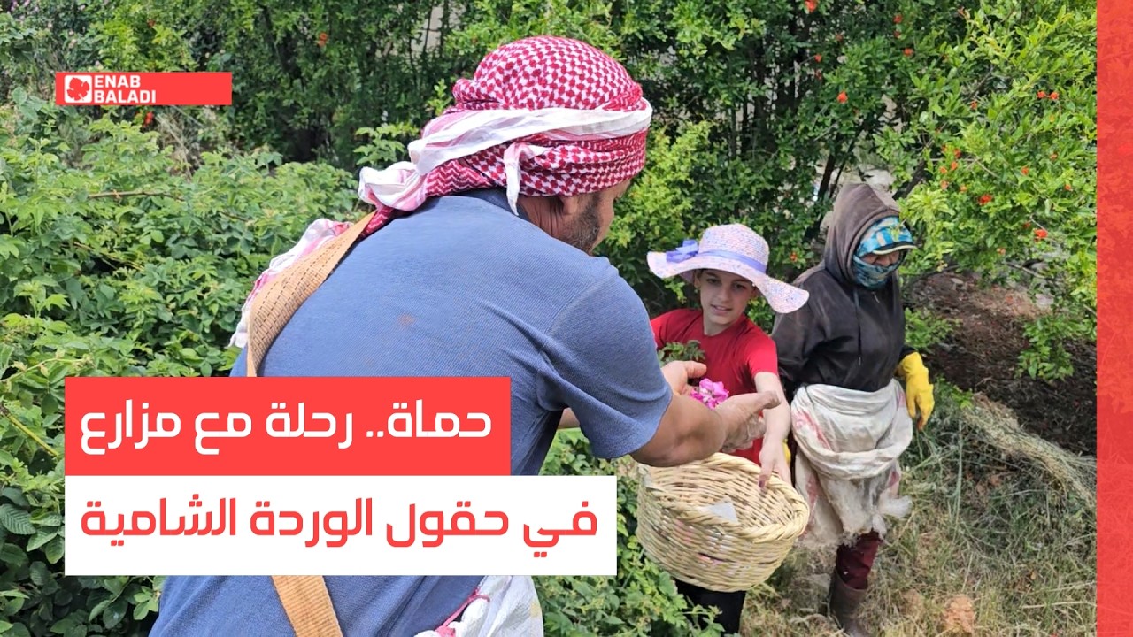حماة.. رحلة مع مزارع في حقول الوردة الشامية