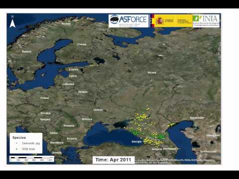 African Swine Fever spread in Eastern Europe and EU Video