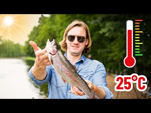 Forellenangeln im Sommer - So fängst du bei 25°C+