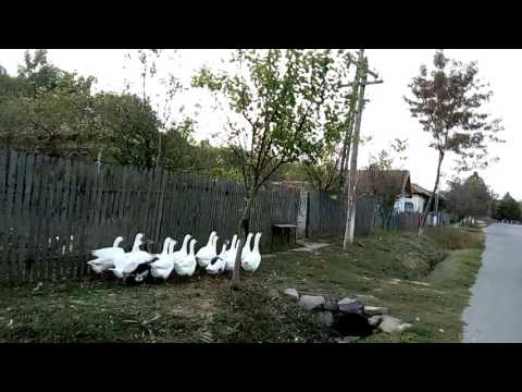 gastele din frumoasa/pauleasa/soimu teleorman