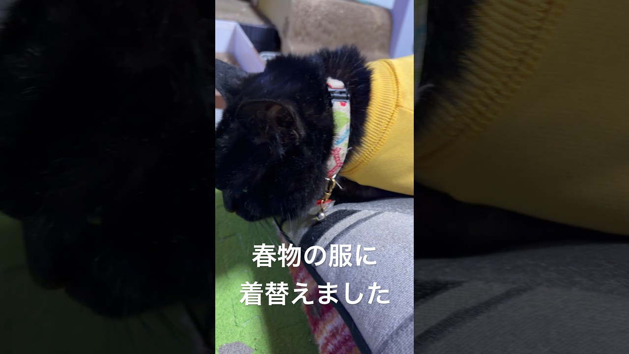 【元気です】ポンちゃんの術後服を新しく春物にしました　#ジャンポン #猫のいる暮らし #ねこのいる生活