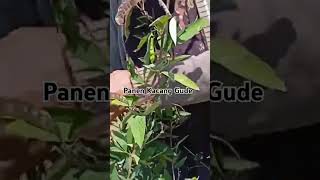 Download lagu Kacang gude #panenkacang #farming #tanaman  #shorts mp3