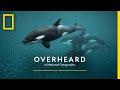 The Secret Culture of Orcas | Podcast | Overheard at National Geographic
