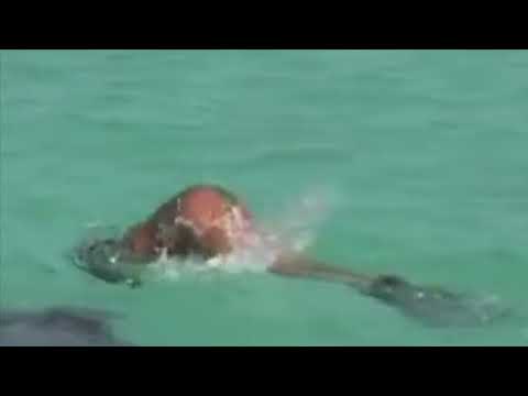 Sexy Girl Dolphin Snorkeling