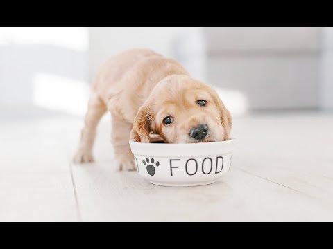 How Much To Feed A Puppy & How Often Should Puppies Eat