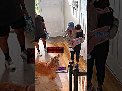 Beau Beau Realized His Best Friend Wasn’t Coming Home 😭😭