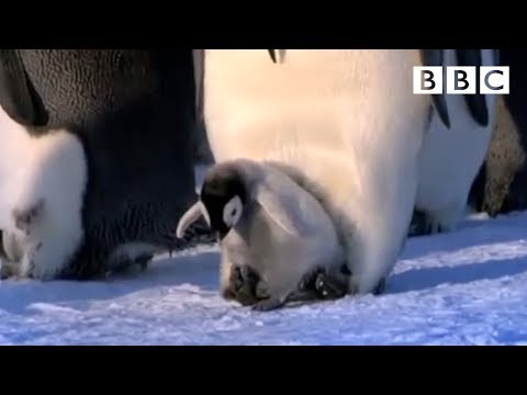 Thumbnail of the video: Emperor chicks standing tall - Penguins: Spy in the Huddle - Episode 2 Preview - BBC One