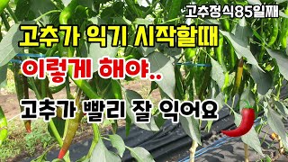 고추가 익기 시작할때 이렇게 해야 고추가 빨리 잘 익고 고추칼슘제와 고추추비는 이것을 주시면 낙과 없이 꾸준…