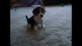 Tough Beagle Puppy