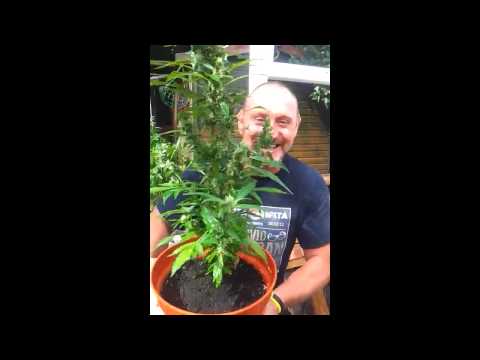 Jamie Irie vs Swagga mashup