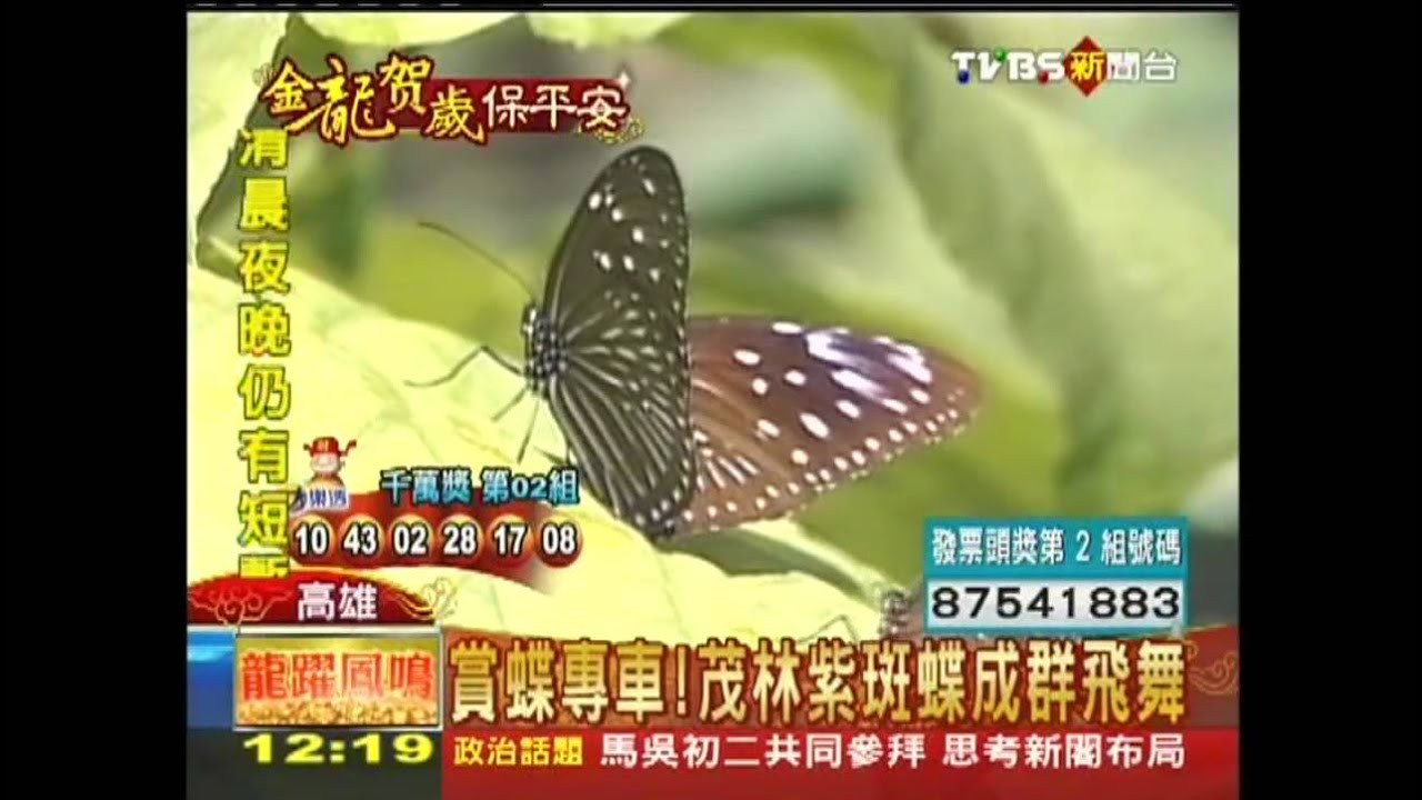 賞蝶專車! 茂林紫斑蝶成群飛舞