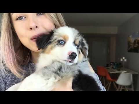 Getting my Aussie Mini puppy-Watch part 2!