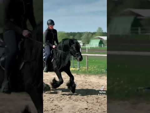 Amazing Bombproof Fell Pony stallion  