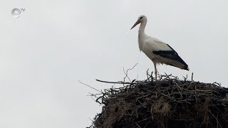 Първият щъркел кацна в хасковското село Подкрепа