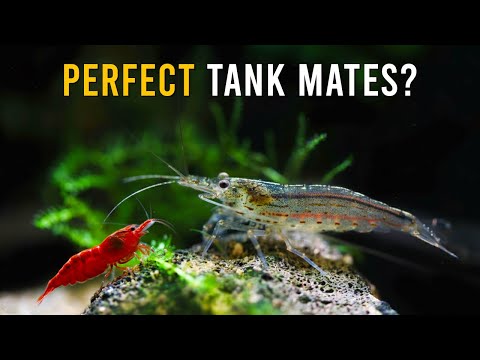 Can Amano Shrimp & Red Cherry Shrimp REALLY Co-Exist? Find Out!