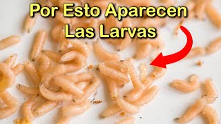 SINGIFICADO EMOCIONAL de las LARVAS o GUSANOS BLANCOS en el HOGAR 🐛 Las PLAGAS y la CASA ENFERMA
