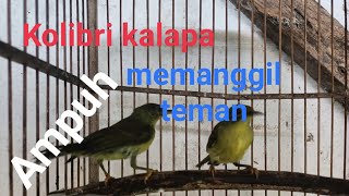 Download lagu Suara Kolibri kalapa memanggil teman || sangat ampuh mp3