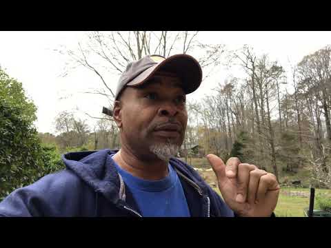 Citrus 🍊 pests & solutions( Neem Oil RESULTS!)