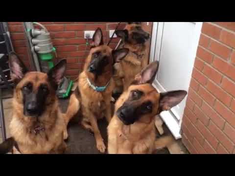 German shepherd pack head tilt