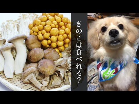 犬にディピロナを与えても大丈夫ですか?