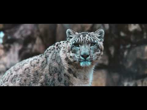 Pangea — Wildlife Trailer