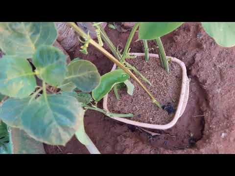 como fazer muda de maracujá através do galho