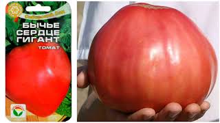 Томат Бычье сердце гигант описание сорта помидоров характеристики выращивание отзывы