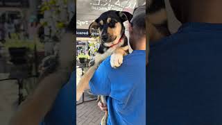 Video preview image #1 Gerberian Shepsky Puppy For Sale in Corona, CA, USA