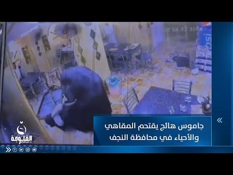 شاهد بالفيديو.. جاموس هائج يقتحم المقاهي والأحياء في محافظة النجف