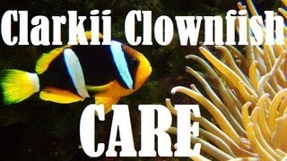 Clarkii Clownfish Care