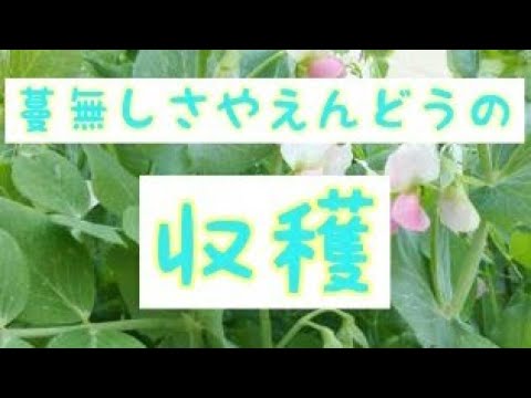 園芸 サヤエンドウ、菜園からキッチンまで
