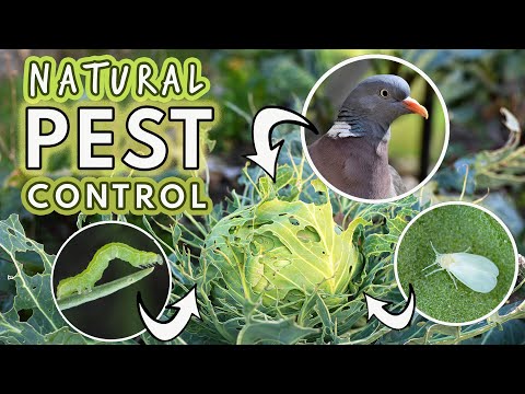 Natural Pest Control: Caterpillars, Aphids, Cabbageworms, Root Fly, Pigeons