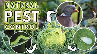Natural Pest Control: Caterpillars, Aphids, Cabbageworms, Root Fly, Pigeons