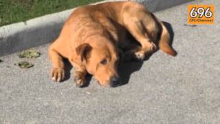 lacrime-e-palloncini-bianchi-per-l-ultimo-saluto-a-cucciolo