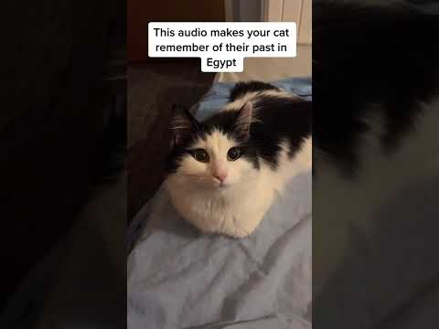 Cats remember of their past in Egypt | Кошка вспоминает свое прошлое в Eгипте