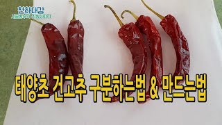 태양초 고추 구별법 & 만드는법 알려드립니다 [시골농부 천하대감]