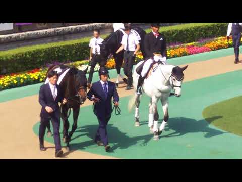 The 18 contenders for the GI 2018 Japanese Derby in the parade ring
