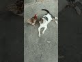 Fight In Cat And Hen Billi Or Murgi Me Ladai Cat And Hen Fight Short Viral