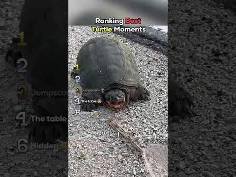 Ranking Best Turtle Moments