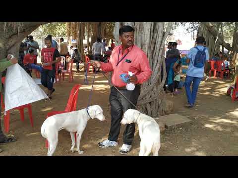 RAJAPALAYAM DOGS IN MYSORE DOG SHOW 2019
