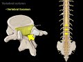 Columna Vertebral - Tipos de Vértebras (Versión en Inglés)