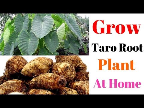 Grow Taro Root plant at Home || With Result Update