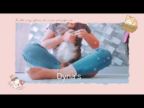 Dyna's Nails Cut Day😹#Dyna#Tuliks#Vlogs