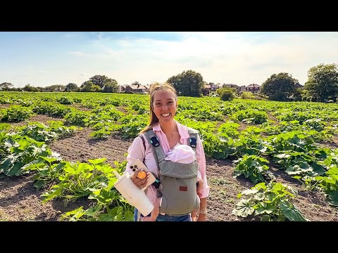 I Found My First Pumpkin on The 110 Farm! 🎃 |AD