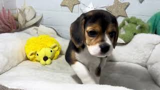 ビーグルの動画01