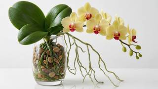 Stop Using Orchid Soil! This Method Grows New Roots Fast & Blooms More