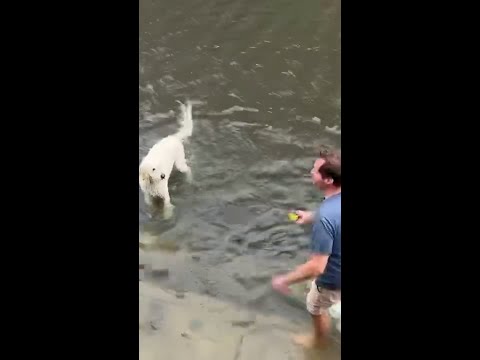 Dog plays fetch in a flooded street after nor'easter