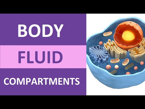 Body Fluid Compartments: Intracellular, Extracellular (Interstitial, Plasma, Transcellular)
