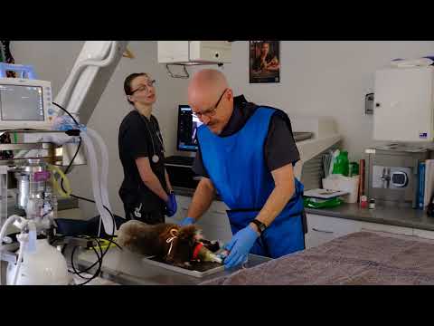 Our critical care wildlife need you!