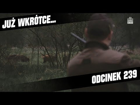 Darz Bór zapowiedź odcinka 239